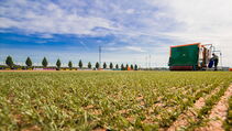 Hybrid Turf heiler Sporthybrid R Borussia Dortmund