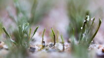 Hybrid Turf Sporthybrid R