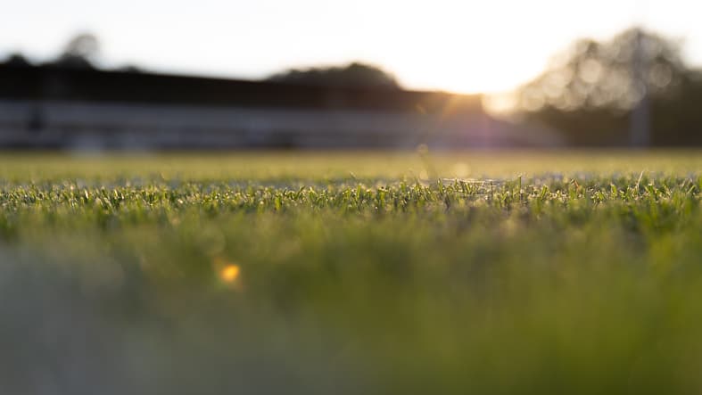 Der Naturrasen im Mommsenstadion Berlin